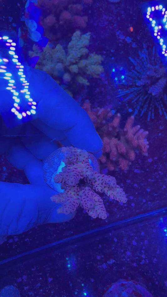 Acrapora Sp. Frag