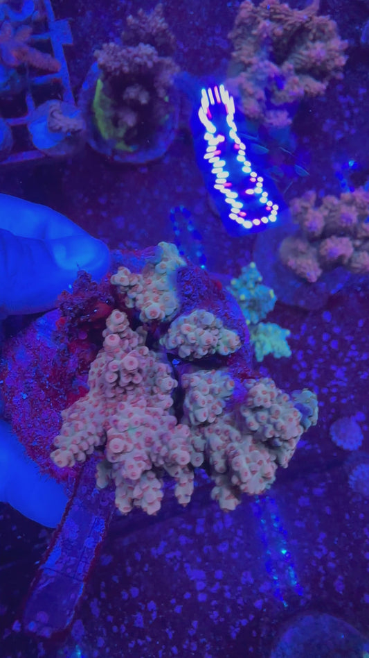 Acropora Spp