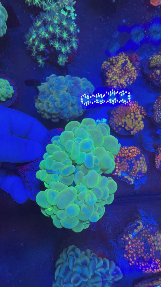 Bubble Coral