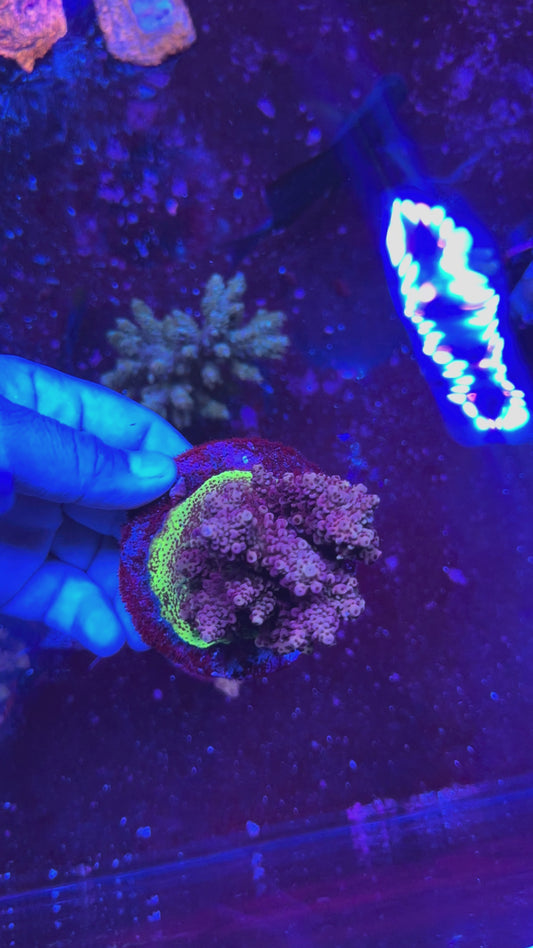 Acropora spp.
