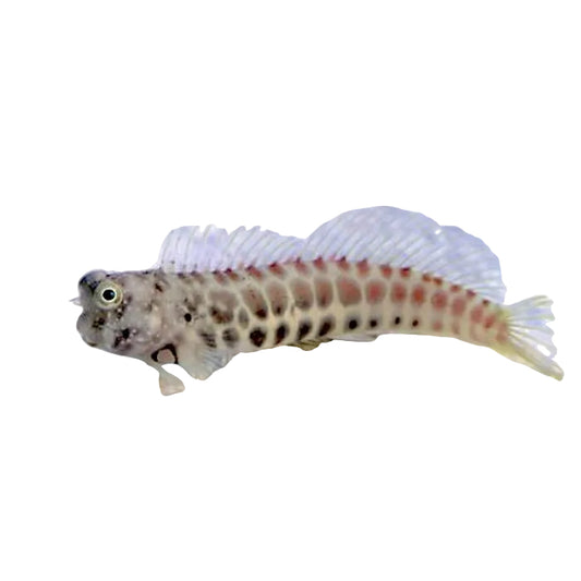 Segmented Blenny (Segmented Algeater)