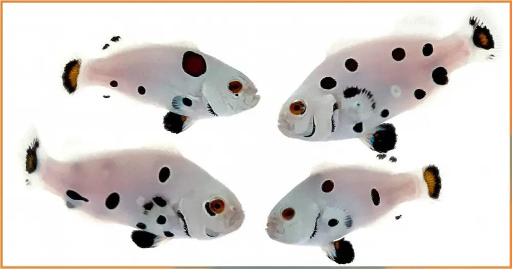 Storm Clownfish (Black Mocha)