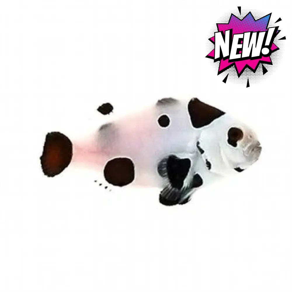 Storm Clownfish (Black Mocha)