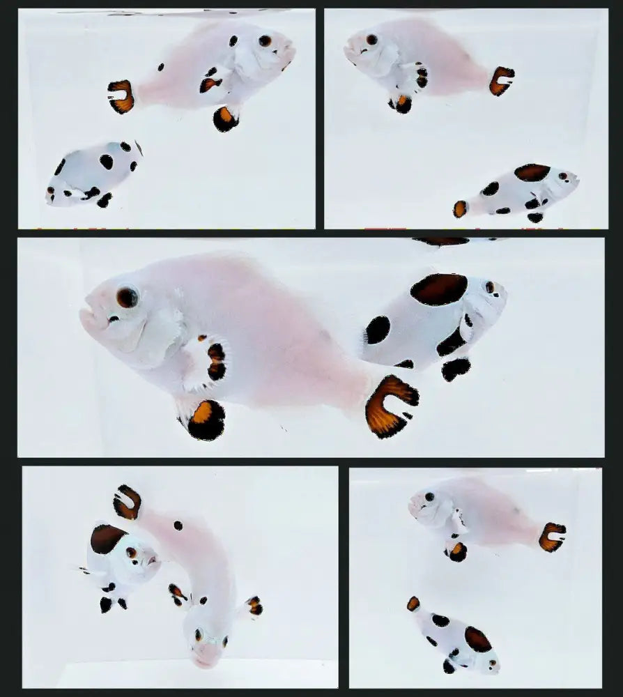 Storm Clownfish (Black Mocha)